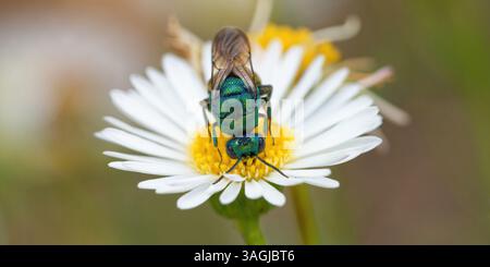 Vespa cuculo - Chrysis ignita - Chryside Enflammée - guepe coucou Foto Stock