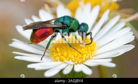 Vespa cuculo - Chrysis ignita - Chryside Enflammée - guepe coucou Foto Stock