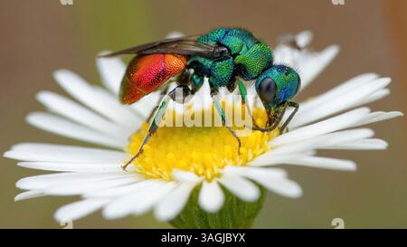 Vespa cuculo - Chrysis ignita - Chryside Enflammée - guepe coucou Foto Stock