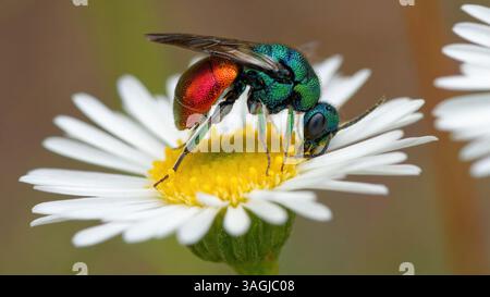 Vespa cuculo - Chrysis ignita - Chryside Enflammée - guepe coucou Foto Stock
