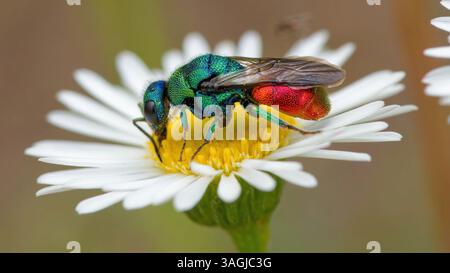 Vespa cuculo - Chrysis ignita - Chryside Enflammée - guepe coucou Foto Stock