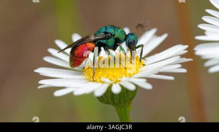 Vespa cuculo - Chrysis ignita - Chryside Enflammée - guepe coucou Foto Stock