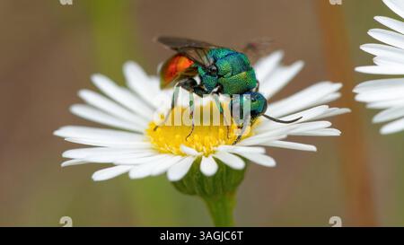 Vespa cuculo - Chrysis ignita - Chryside Enflammée - guepe coucou Foto Stock