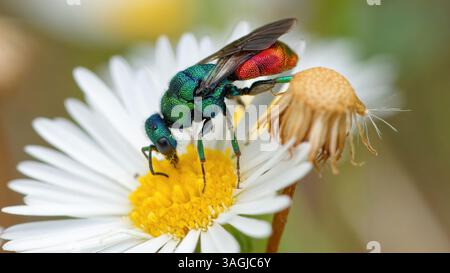 Vespa cuculo - Chrysis ignita - Chryside Enflammée - guepe coucou Foto Stock