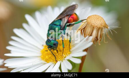 Vespa cuculo - Chrysis ignita - Chryside Enflammée - guepe coucou Foto Stock