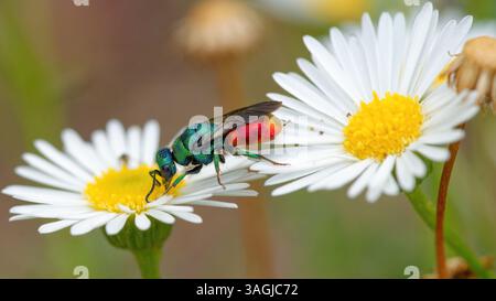 Vespa cuculo - Chrysis ignita - Chryside Enflammée - guepe coucou Foto Stock