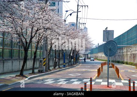 Città di Ulsan, Corea del Sud - 31 marzo 2025: Una strada tranquilla fiancheggiata da alberi di ciliegio in fiore corre accanto ad un sottopasso vicino al fiume Taehwa, uscita Foto Stock