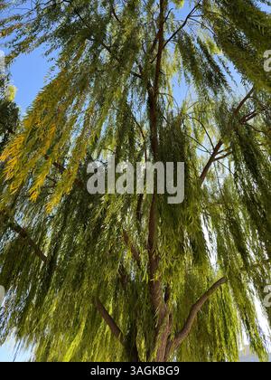 Guarda un maestoso salice piangente in una giornata di sole nel parco. Foto Stock