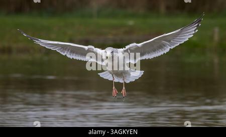 Gabbiano aringhe [ Larus argentatus ] giovane uccello che mostra ancora un piumaggio macchiato in volo sul lago con acqua che gocciola dai piedi Foto Stock