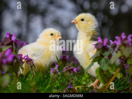 Sieversdorf, Germania. 09 aprile 2025. In una fattoria, due pulcini di gallina, di circa una settimana, possono essere visti in un prato di ortica viola. Una gallina depone un uovo circa ogni 24 ore. Se le uova non vengono tolte, i pulcini si schiudono dopo circa tre settimane di incubazione. Crediti: Patrick Pleul/dpa/Alamy Live News Foto Stock