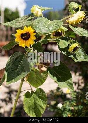 Un girasole vibrante in piena fioritura. Perfetto per la natura, l'estate o temi energetici positivi. Foto Stock