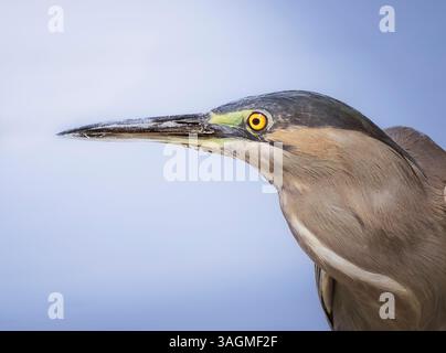 Ritratto dell'airone striato Foto Stock