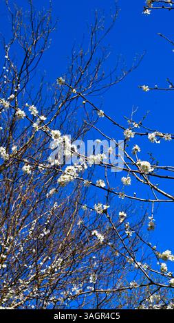 Blackthorn in fiore con foresta e cielo azzurro come sfondo, un piccolo albero spinoso che produce un «Sloe» frutto in autunno. Prunus spinosa. Foto Stock