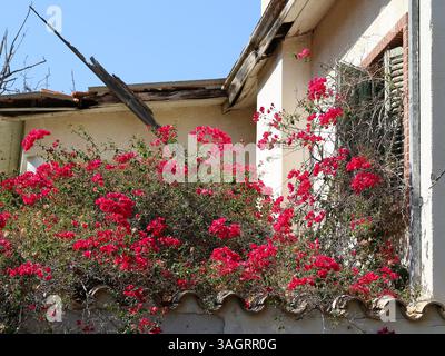 Vecchia casa cipriota abbandonata danneggiata con fiori di Bougainvillea rosa scuro e finestra Shutter a Varosha, Famagosta, Cipro del Nord Foto Stock