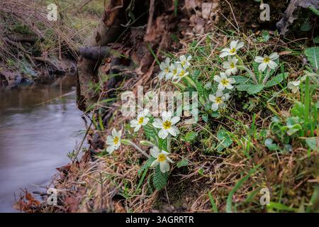 Primavere selvatiche con delicati fiori bianchi e gialli in fiore su una sponda del fiume all'inizio della primavera nella New Forest, Hampshire, Inghilterra Foto Stock