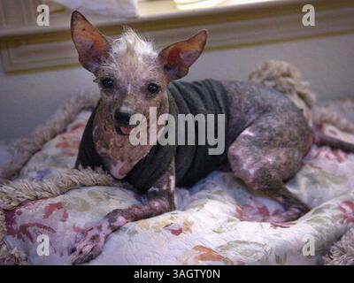 BART AH YOU/bahyou@modbee.com).il cane brutto e grido cinese di nome Opie ha più di 10 anni, di proprietà di Lori Pullen a Modesto..31 maggio 2009 (immagine di credito: © Modesto Bee/ZUMA Press) Foto Stock