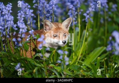 Ritratto di una graziosa volpe rossa tra campanelli in primavera, Regno Unito. Foto Stock