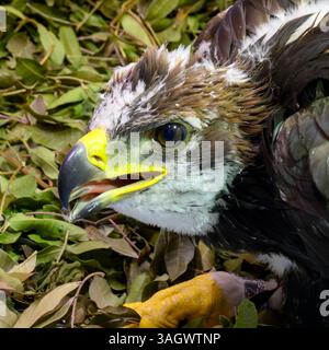 Aquila d'oro giovanile (Aquila chrysaetos عقاب ذهبية). Questo uccello si trova in tutto l'emisfero settentrionale, che abita terreni aperti e semi-aperti. Quelli Foto Stock