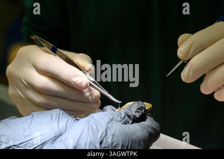 Medici veterinari e personale infermieristico stanno cucendo le ferite di un giovane serpente nero ferito (Dolichophis jugularis ثعبان السوط الأسود ) Foto Stock