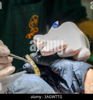 Medici veterinari e personale infermieristico stanno cucendo le ferite di un giovane serpente nero ferito (Dolichophis jugularis ثعبان السوط الأسود ) Foto Stock