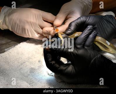 Medici veterinari e personale infermieristico iniettando anestesia locale a un serpente a frusta rosso ferito o a un pilota nano con colletto (Platyceps collaris) questa specifica Foto Stock