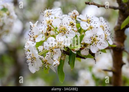 Il primo piano di un mazzo di fiori della pera siriana Pyrus syriaca è un albero deciduo della famiglia delle Rosaceae. È indicato con il nome comune Syri Foto Stock