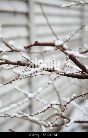 Rami di alberi da frutto con gemme chiuse sotto la neve che scioglie, rappresentando la confusione stagionale legata al clima Foto Stock