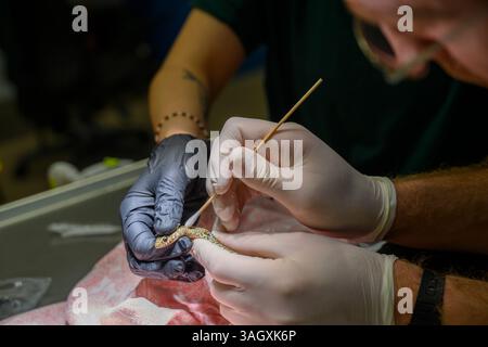 Medici veterinari e personale infermieristico stanno disinfettando le ferite di un giovane serpente nero ferito (Dolichophis jugularis ثعبان السوط الأسود ) Foto Stock