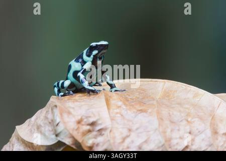 Rana velenosa verde e nera in Costa Rica Foto Stock