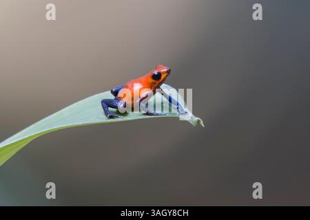 Rana veleno alla fragola su una foglia in Costa Rica Foto Stock
