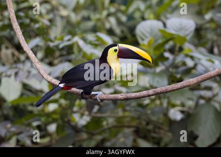 Toucan dalla gola gialla su una filiale in Costa Rica Foto Stock