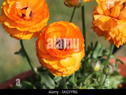 Un primo piano di un ranuncolo arancione, Buttercup persiane Foto Stock