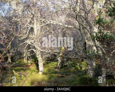 Moss di renna ha caricato alberi di betulla d'argento nella foresta di pini caledoniani nella riserva naturale di Abernethy nel Parco Nazionale di Cairngorms, Scozia, Regno Unito. Foto Stock