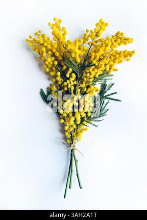 Composizione dei fiori. Fiori di Mimosa su sfondo bianco. Concetto primaverile. Posizione piatta, direttamente sopra, spazio di copia. Foto Stock