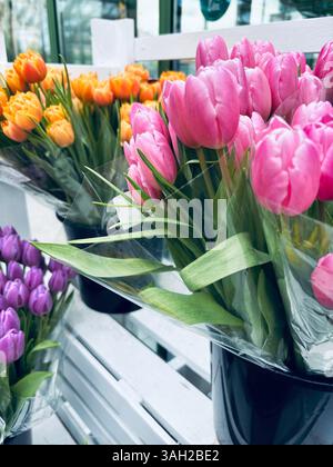 Splendidi tulipani fiori in piena fioritura che crescono nel vivaio. Perfetto per temi floreali e botanici. Concetto di giardinaggio. Foto Stock