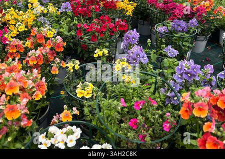 Splendidi fiori colorati della nemesia in piena fioritura che crescono nel vivaio delle piante. Perfetto per temi floreali e botanici. Concetto di giardinaggio. Foto Stock