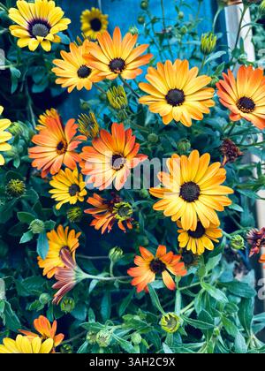 Splendidi fiori di Osteospermum o di margherita africana in piena fioritura che crescono nel vivaio vegetale. Perfetto per temi floreali e botanici. Un'idea di giardinaggio. Foto Stock