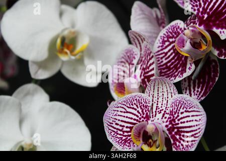 Splendidi fiori di orchidea a Depok Indonesia. Foto Stock