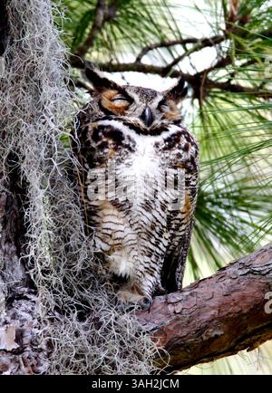 NP 308945 FREE HONEYMOON 1 Un grande gufo cornuto nel primo pomeriggio al Honeymoon Island State Park. I gufi costruirono un nido all'inizio dell'anno, ma in seguito lo abbandonarono. Questi uccelli sono principalmente notturni e cacciano prede grandi come conigli e puzzole. - Le tariffe d'ingresso sono salite nel parcheggio a .00 per un'auto con un occupante a .00 per un'auto con due o otto occupanti. (Immagine di credito: © St. Petersburg Times/ZUMA Press) Foto Stock