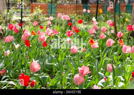 Tulipani in fiore in una giornata di primavera soleggiata in un giardino privato tra condomini vicino al parco Floreascoa/parcul Floreasco a Bucarest, Romania Foto Stock