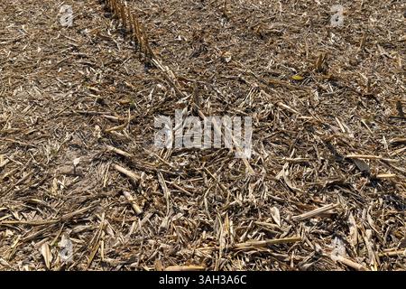 stoppia asciutta lasciata dopo la raccolta del mais nella stagione autunnale, stoppia di mais alta spessa e molto dura in un campo agricolo, primo piano Foto Stock