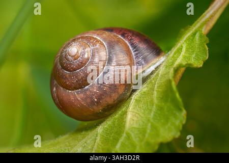 Guscio di lumaca marrone su una foglia verde in primo piano Foto Stock