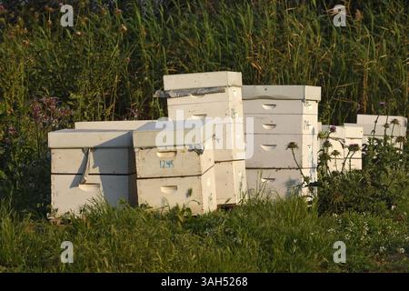 Alveari, nel cortile delle api nelle praterie rurali Foto Stock