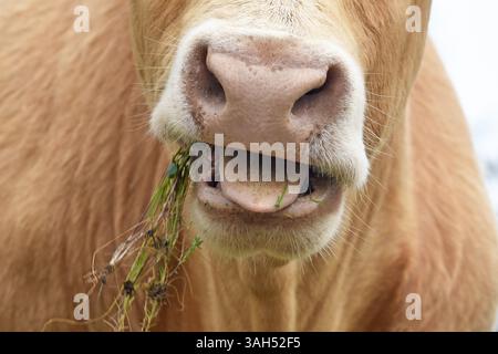 Mucca masticando erba, primo piano Foto Stock