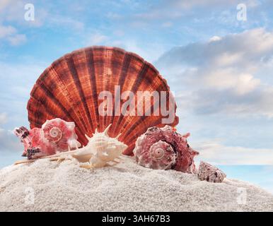 Conchiglie di mare sulla sabbia sulla spiaggia con cielo blu e sfondo marino. Il sole e l'estate, il relax estivo e la bellezza del mondo marino. Foto Stock