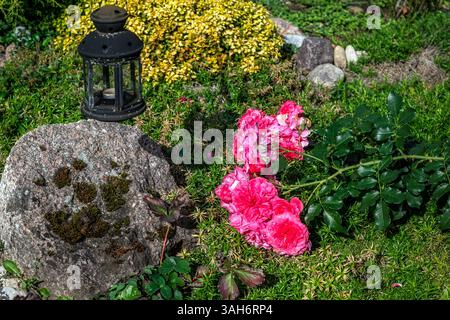 Il ramo di radica con fiori rosa giace sull'erba verde accanto a una pietra grigia coperta di muschio. Foto Stock