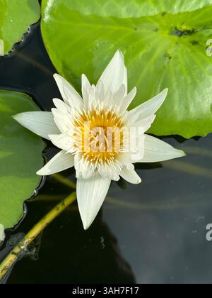 Una brillante ninfea, i suoi petali bianchi e il centro dorato sono esposti elegantemente. Nymphaea White Colorata. Foto Stock