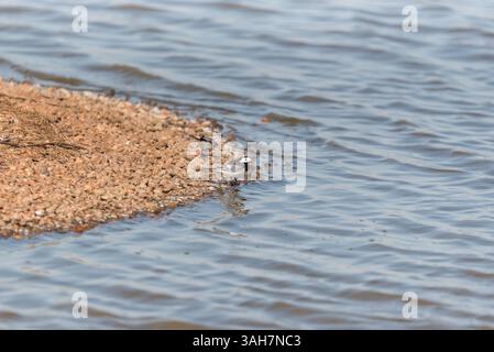 Foraging Pied wagtails (Motacilla alba) presso la Blue House Farm, Essex Foto Stock