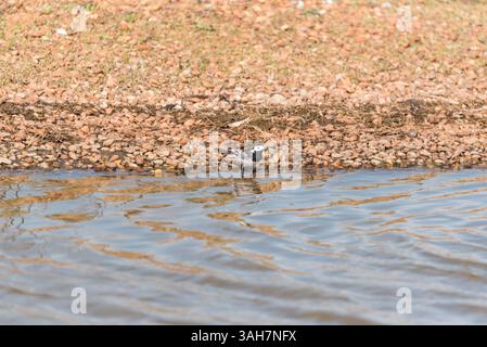 Foraging Pied wagtails (Motacilla alba) presso la Blue House Farm, Essex Foto Stock