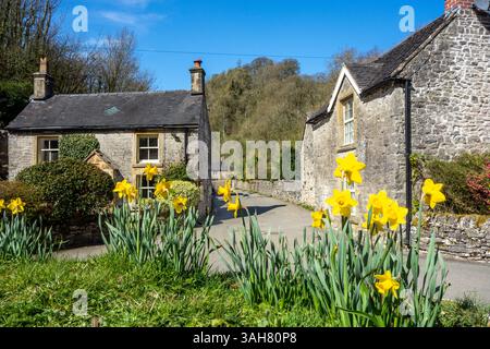 Il villaggio di Milldale nel Peak District National Park Derbyshire, situato alla fine della valle di Dovedale vista dal sole primaverile con Daffodils Foto Stock